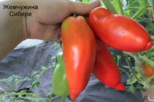 คำอธิบายมะเขือเทศเพิร์ลออฟไซบีเรีย เคล็ดลับการปลูก และคำแนะนำในการดูแล