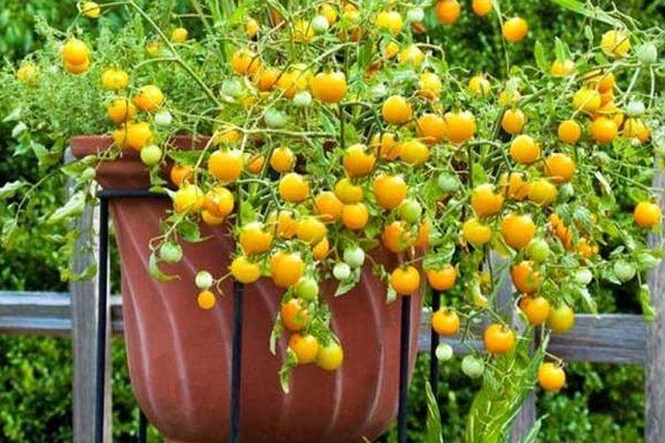 มะเขือเทศมินิ