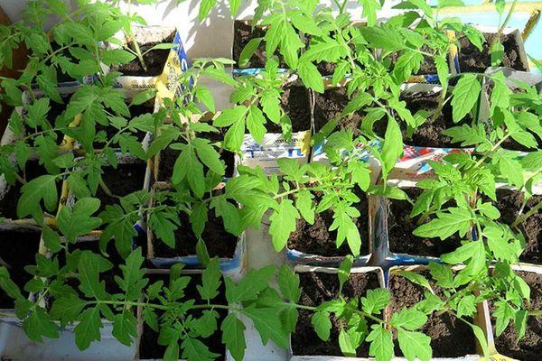 Conteneur avec semis