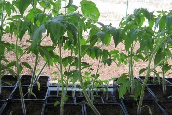 กล่องใส่ต้นกล้า