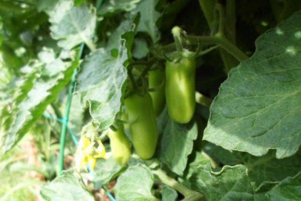 ต้นมะเขือเทศ