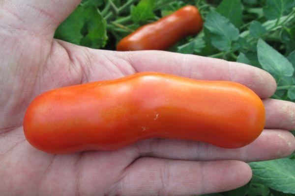 มะเขือเทศยาว