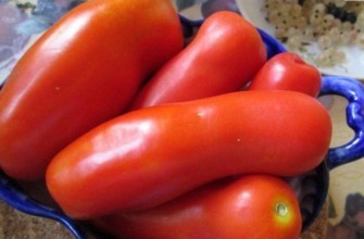 มะเขือเทศจิกาโล