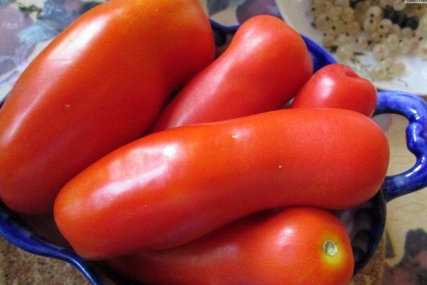 มะเขือเทศจิกาโล