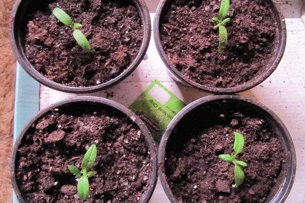 Repiquer les tomates