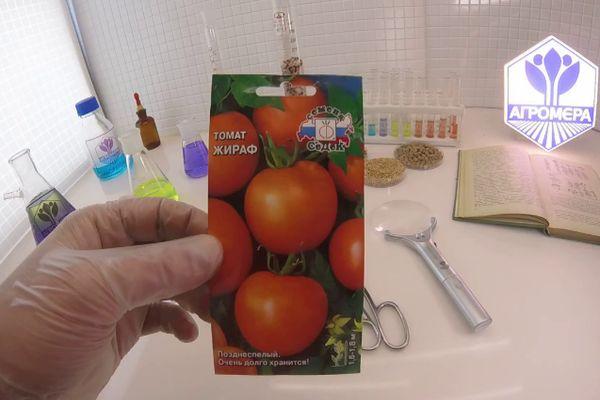 graines de tomates