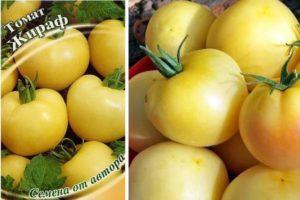 คำอธิบายเกี่ยวกับมะเขือเทศพันธุ์ยีราฟสูงและเทคนิคการปลูก