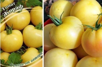 มะเขือเทศยีราฟ