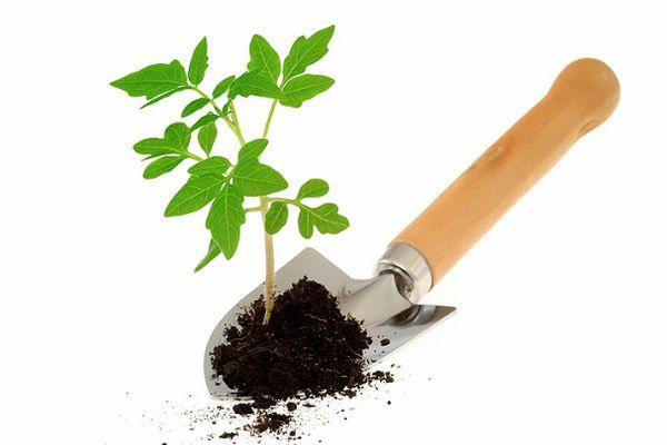 ดินสำหรับปลูกมะเขือเทศ