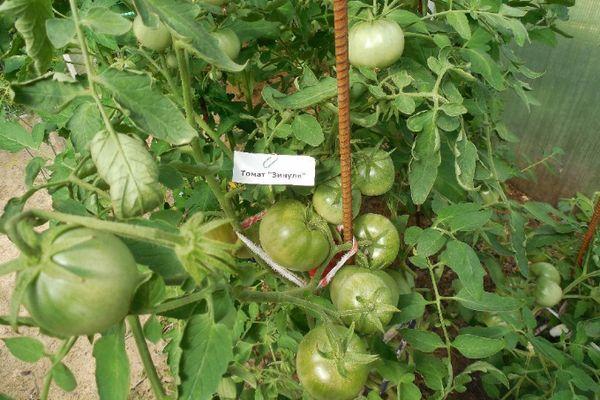 ต้นมะเขือเทศ