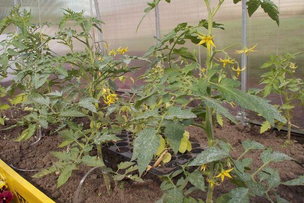 Cultiver des tomates