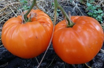 มะเขือเทศสองลูก