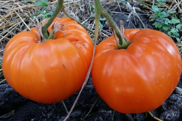 Deux tomates