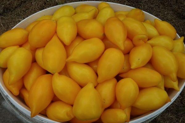 การเก็บเกี่ยวมะเขือเทศ