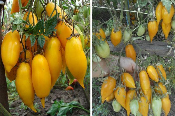 มะเขือเทศสีเหลือง