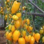 Cultiver des tomates