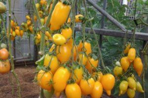 ลักษณะของมะเขือเทศพันธุ์สูง Golden Canary และเทคนิคการปลูก