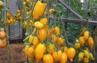 การปลูกมะเขือเทศ