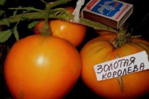 รายละเอียดของมะเขือเทศราชินีทองและข้อมูลทางเทคนิคของต้นไม้
