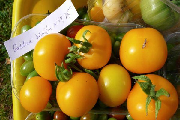 มะเขือเทศสีเหลือง