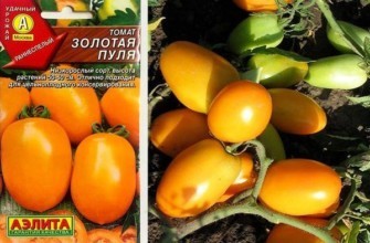 มะเขือเทศสีทอง