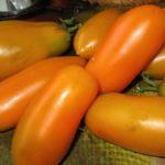 มะเขือเทศยาว