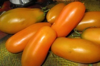 มะเขือเทศยาว