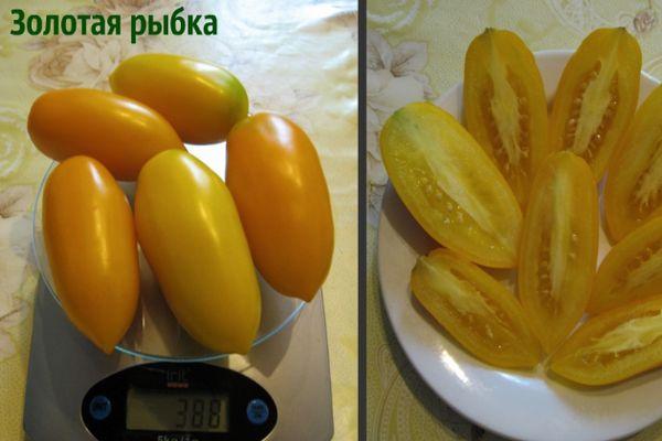 มะเขือเทศสีเหลือง