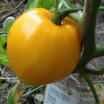 มะเขือเทศสีเหลือง