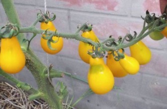 มะเขือเทศสีเหลือง