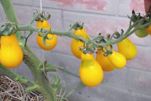 tomates jaunes
