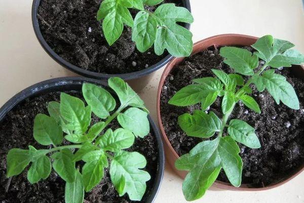 Pots avec semis