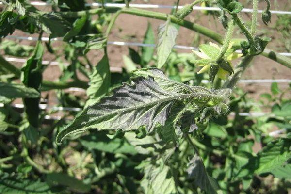 ใบมะเขือเทศ