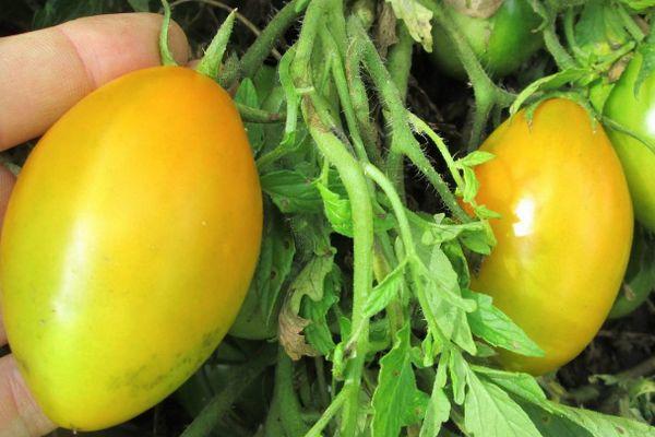 มะเขือเทศสีเหลือง