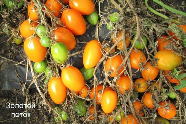 ผลมะเขือเทศ