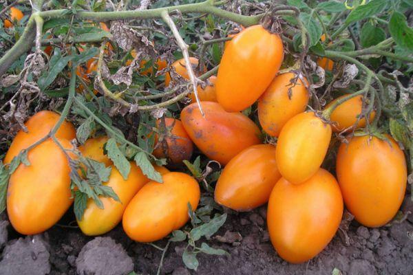 มะเขือเทศสีเหลือง