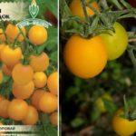 มะเขือเทศสีทอง