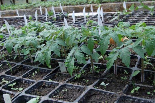 ต้นกล้ามะเขือเทศ