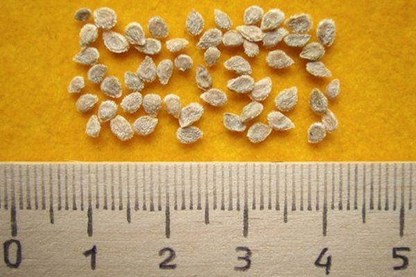 เมล็ดมะเขือเทศ