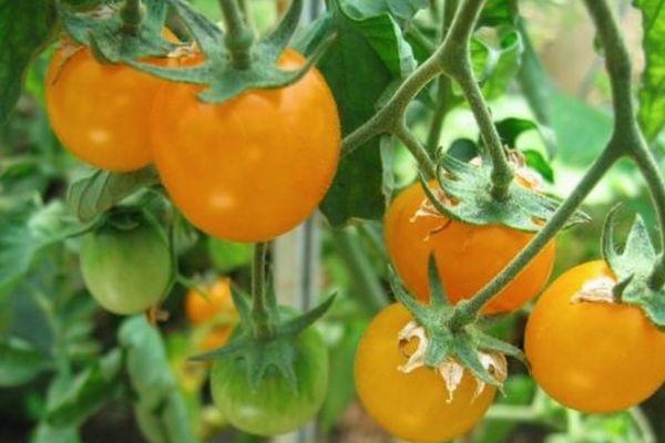 มะเขือเทศผลสีเหลือง