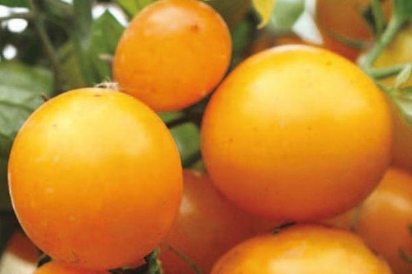 มะเขือเทศสีเหลือง