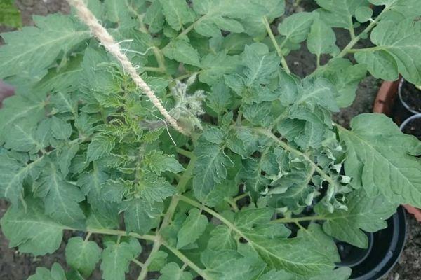 ต้นมะเขือเทศ