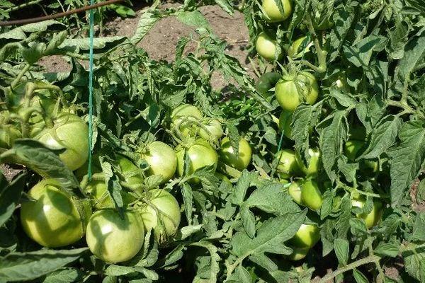 การปลูกมะเขือเทศ