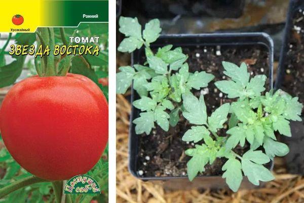 เมล็ดมะเขือเทศ