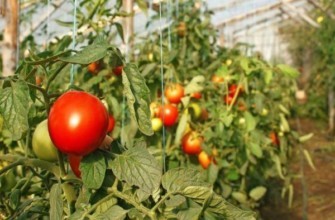 การเก็บเกี่ยวมะเขือเทศ