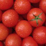 การเก็บเกี่ยวมะเขือเทศ