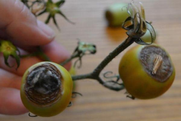 ผลไม้ดำ