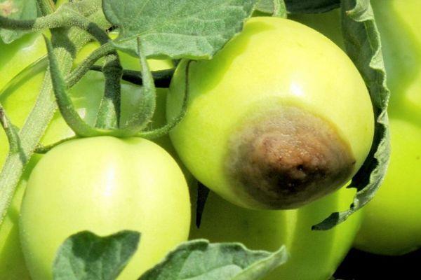 โรคเน่าในมะเขือเทศ