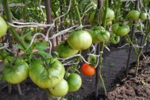 วิธีการปลูกและดูแลมะเขือเทศกลางแจ้งอย่างถูกวิธีในภูมิภาคมอสโก