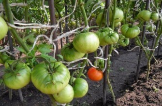 มะเขือเทศมัด